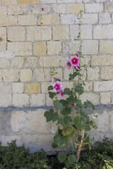 Blossom Hollyhocks at a masonry,