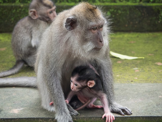 Long Tailed Macaque Monkey