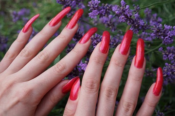 Fototapeta premium Female hands with very long natural red nails and lavender flowers
