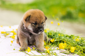 Profile Portrait of adorable two weeks old puppy breed shiba inu sitting on the table in the buttercup meadow