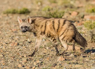 Fotobehang Hyena Aardwolf