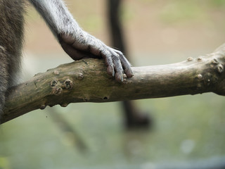 Hand of Long Tailed Macaque Monkey