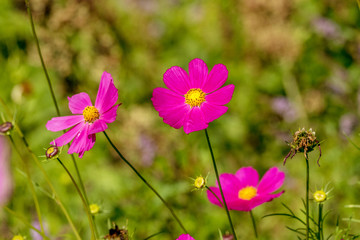Fototapeta premium beautiful kosmeya flower in the garden