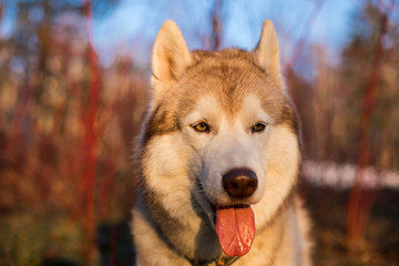Close-up Portrait of Beige and white Siberian Husky dog at sunset on red bush background. Image of lovely husky looks like a wolf in the forest