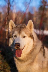 Close-up Image of Beige and white Siberian Husky dog at sunset on red bush background. Portrait of attentive husky in the forest