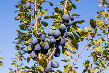 Ripe plum on tree fruit