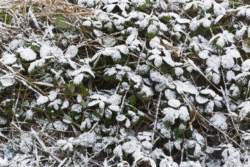 Snow Covered Fern Texture