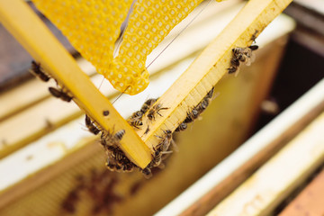 a family of bees close-up on an apiary frame