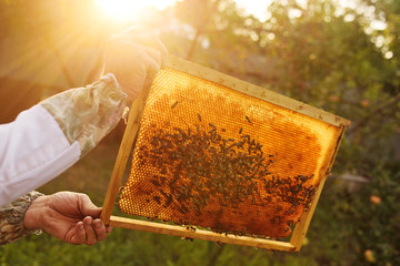 frame for bees close-up in the hands of a beekeeper in the background of the sun and an apiary.