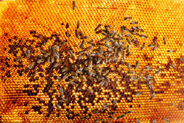 bees close-up on a frame for bees at a skylight against a back-light of sunlight