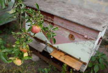 bee hives against the background of a young apple tree and a beautiful garden