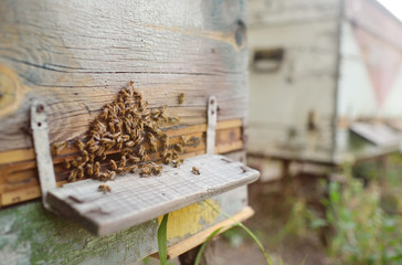 bees on a background of wooden hives close-up