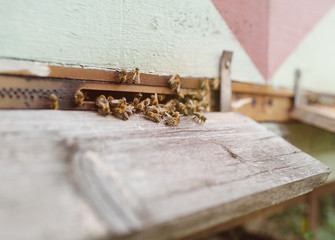 family bees closeup on wooden background hive