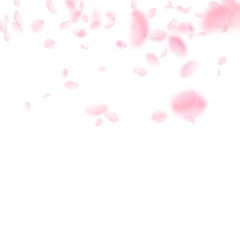 Sakura petals falling down. Romantic pink flowers gradient. Flying petals on white square background