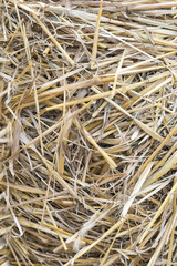 Yellow hay background. background texture dry grass. vertical photo