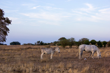 Donkey and white horse on a field, le de Re, France