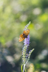 butterfly on flower