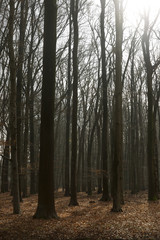 Dark Forest Trees