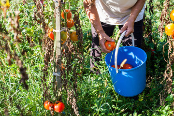 Fototapeta premium Farmers Picking Fresh Homegrown Organic Tomatoes