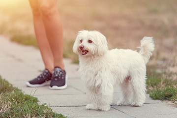 Bichon bolognese dog with beautiful in the park - obrazy, fototapety, plakaty