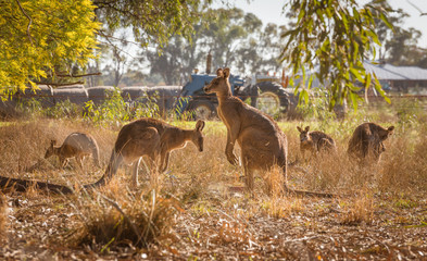 Group of kangaroos in the paddock at rural farm in Australian countryside in the morning