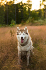 Close-up Portrait of gorgeous beige and white siberian husky dog with brown eyes sitting in the grass at sunset