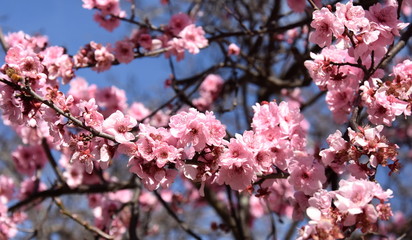 Pink cherry blossom in full bloom. Cherry flowers in small clusters on a cherry tree branch. Sakura Japanese cherry blossoms in the botanic garden.