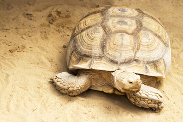 Obraz premium huge tortoise on sand, close-up