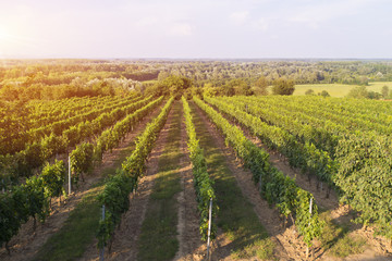 Fototapeta na wymiar vineyard with ripe grapes in countryside at sunset