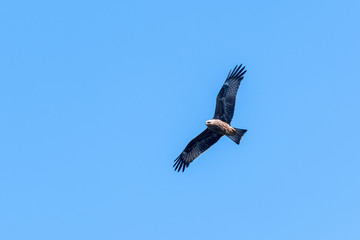 Fototapeta premium Soaring in the blue sky Hawk Buzzard (buteo buteo). Hawk looking for prey.