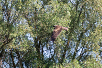 Flying on the background of trees the Hawk the Buzzard (buteo buteo). Hawk looking for prey.