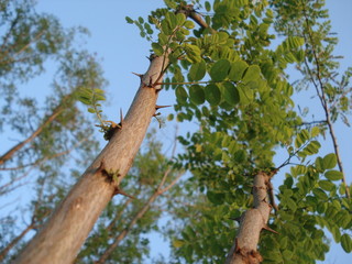 acacias jeunes en printemps vu vers le haut