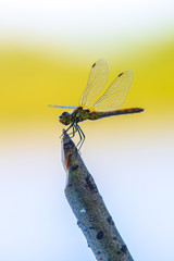 Dragonfly sitting on a homemade wooden stand for fishing rods on the background of the blurred far shore