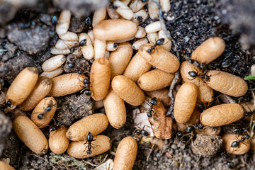 ants larvae and eggs underground