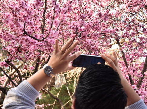 Hand holding smartphone taking photo of cherry blossom in spring time. Focus on the cherry tree. Rear view of a guy using his mobile phone to capture images of the cherry blossoms tree.