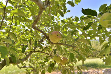 close on a fresh apples growing in the tree