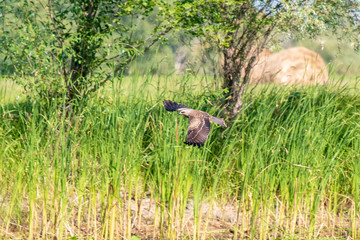 Flying on the background of trees the Hawk the Buzzard (buteo buteo). Hawk looking for prey.