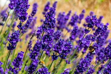 Naklejka premium sunny lavender field