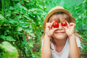 child collects a harvest of homemade tomatoes. selective focus.