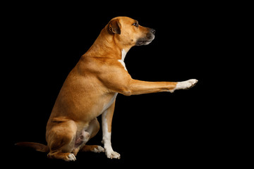 Red Dog Sitting and gives paw Isolated on Black Background