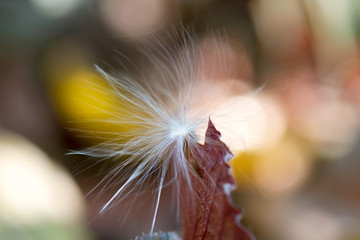 White Fluffy Seed