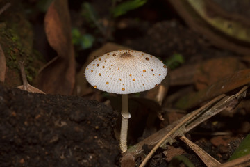Wild Fungi or Mushroom Displaying Guttation