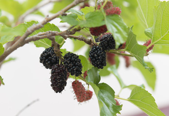 Bunch of mulberry on mulberry tree nature background.