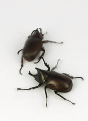 Dynastinae or rhinoceros beetles on white background.