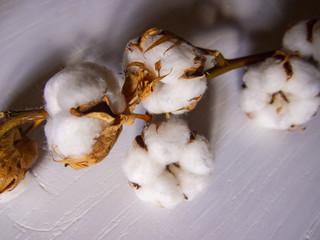 inflorescence of cotton on a wooden surface