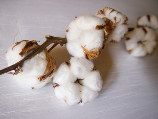 inflorescence of cotton on a wooden surface