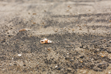 Image of little brown Sea shell on the sand beach background