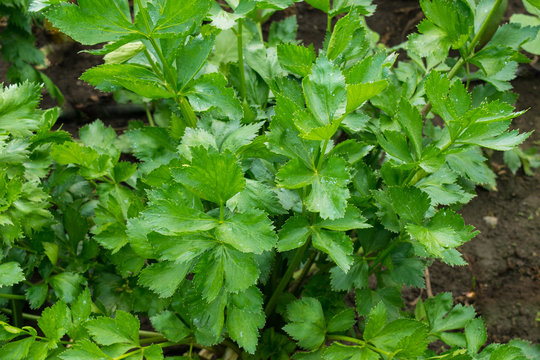 fresh organic green celery leaves background - Apium graveolens