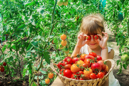 child collects a harvest of homemade tomatoes. selective focus.