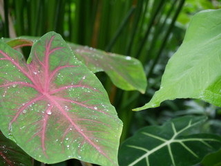 grünes Blatt